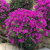 沁茗毓三角梅盆栽花苗植物室内外庭院阳台好养四季开花爬藤易成活花卉 紫霞仙子 商家推荐-6年苗【花期带花发货】