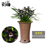 劉閣蘭花四季兰花苗中华红 现带浓香花苞出售内带多个好养花卉盆栽 黑雪姬5苗连体裸根送肥