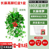 绿有意绿萝盆栽除甲醛室内好养花卉植物绿萝批发办公室新房装修净化空气 180#高脚红盆长藤1盆+4肥 带盆带土发货