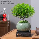开时果 小叶赤楠盆景摆件 室内绿植花卉盆栽老桩客厅办公室桌面好养植物 赤楠（哥窑浸墨盆+苔藓+底座）