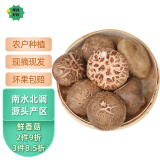 香菇蘑菇新鲜河南湿香菇现采现发菌菇蔬菜菇肉厚烧烤煲汤食材 精选香菇 大花菇肉厚 500g装