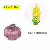 花语笙默风信子种球水培土养套餐带芽冬季耐寒易活花卉四季盆栽植物室内花 黄花风信子（单个种球1个）