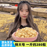 鲨鱼哥干贝瑶柱500g元贝礼盒特大海鲜干货淡干无加盐扇贝肉商用煲虾仁粥 大号250克（半斤约140粒左右）