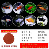 卡奇鱼 胎生鱼 玛丽球鱼热带观赏鱼淡水鱼活体鱼宠物鱼宠物活体丽丽曼龙 8种胎生鱼各2条
