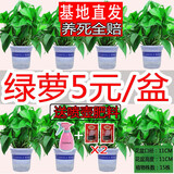 格调生活绿萝盆栽室内花卉盆栽垂吊长藤绿箩懒人桌面客厅绿植四季常绿 120蓝色加仑吸水绿萝+喷壶+肥2包