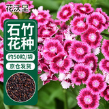 花沃里 五彩石竹花种子 花卉种子家庭盆栽阳台办公室/庭院约50粒/袋