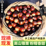 鲜合作（XIANHEZUO）【顺丰发货】2025年现摘福建特产建瓯高山锥栗圆尖油栗子新鲜板栗