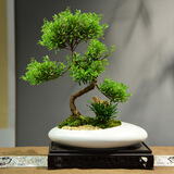 自然空间小叶赤楠盆栽室内盆景植物苑白1造型赤楠+250座+2营养液 源头直发