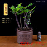 小叶紫檀盆景树桩盆景绿植物室内四季常青盆栽黑骨茶树苗名贵老桩 中号【厚德载物紫砂盆】 栽好发货