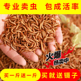 KERRY面包虫活体饲料黄粉虫鸟鱼龟蜥蜴金龙鱼鬃狮蝎子守宫食物幼体幼虫 试吃装100条送镊子麦麸