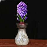 花无痕 风信子套装 百合种球 幼儿园水培套装四季花卉盆栽室内观花植物 紫色玻璃瓶套装