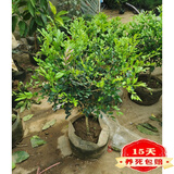 歆妍九里香盆栽 老桩浓香型花卉七里香四季防虫驱蚊绿植花卉盆栽 8年苗浓香型 加仑盆