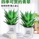 萌肉居2盆芦荟不夜城多肉植物盆栽花卉绿植芦荟+早安盆2套源头直发