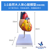 蓝蝶教学1:1自然大人体心脏解剖结构模型 B超彩超心脏超声科 可拆卸成人心脏循环系统心内科心脏血管 自然大心脏-无标识款