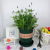 春草碧 太阳花种子满天星种子花草种子四季播种易爆盆菊花种子办公室内阳台庭院盆栽地栽观花绿植物花卉种子 Q薰衣草种子100粒 （含盆土肥）