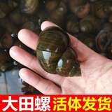安峰山大田螺鲜活新鲜大田螺鲜活超大活体田螺肉观赏藻大号大泥螺 大田螺 2500g