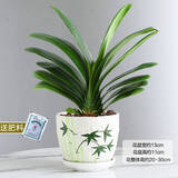 爱你一万年竹柏水培绿植驱蚊竹办公室内花卉绿植四季好养白掌水培红掌盆栽 精品君子兰(竹韵陶瓷盆)