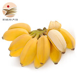 静益乐源广西小米蕉 粉蕉 新鲜香蕉水果 5斤