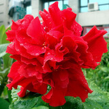 扶桑花树苗 盆栽花卉多色扶桑苗红色扶桑花苗 大花重瓣朱槿牡丹芙蓉花 皇后 4年苗