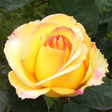 玩冒（WMO）玫瑰花大苗【3株+盆土肥】可自选当年开花大苗盆栽地栽耐寒花卉 金凤凰【3棵+盆土肥】