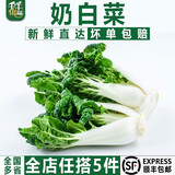 千牛优福奶白菜500g 新鲜宁夏矮脚奶白菜 牛奶白菜 奶油白菜 500g