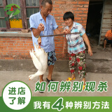鹅农夫 新鲜现杀鹅肉大鹅  3kg/只 农家散养土鹅大白鹅 
