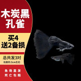 疯狂水草孔雀鱼观赏鱼水族活体热带鱼小型淡水鱼苗 木炭黑孔雀鱼【共6条】