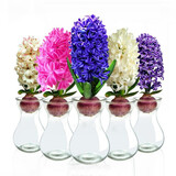 花无痕 风信子套装 百合种球 幼儿园水培套装四季花卉盆栽室内观花植物 颜色随机玻璃瓶套装