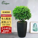 Only you【2小时达】发财树大型盆栽绿植花卉室内客厅办公室开业乔迁送礼 非洲茉莉