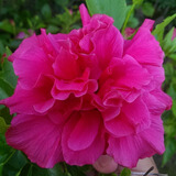 扶桑花树苗 盆栽花卉多色扶桑苗红色扶桑花苗 大花重瓣朱槿牡丹芙蓉花 贵妃 3年苗