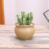 行湘钱串子仙人掌多肉植物钱串子多肉盆栽  钱串子+素陶盆 源头直发