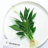 中梦花卉盆栽水培植物室内花绿植水养盆栽 白掌2棵 不含盆