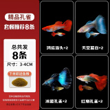 卡奇鱼 孔雀鱼 凤尾鱼 胎生鱼 热带观赏鱼淡水活体鱼小型鱼纯种好养易活 孔雀鱼套餐D（图片所示）