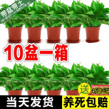 樱霞【顺丰上门】绿萝盆栽室内植物绿植水培长藤垂吊大叶绿箩阳台家用 11O#原装盆绿萝拖盘10盆+4肥