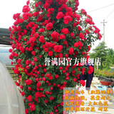 誉满园蔷薇花苗藤本月季大花庭院花园爬墙攀援爬藤植物阳台玫瑰花卉盆栽 御用马车 大苗1-1.3米高 不含盆