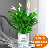 绿有意白掌盆栽一帆风顺水培植物室内好养花卉绿植水养四季开花植物盆栽 【主图款】白掌6-8株(早安吸水盆 含盆