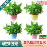 绿有意绿萝盆栽除甲醛室内好养花卉植物绿萝批发办公室新房装修净化空气 180#混色储水彩盆4盆+4肥 带盆带土发货