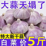 【超低价】正宗紫皮大蒜头新干蒜批发金乡新鲜红皮优质茶叶大蒜 正宗金乡优质大蒜特惠小果 1500g【带箱】