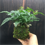 爱你一万年苔藓球水培植物盆景蕨类米竹文竹菖蒲春雨六月雪镜面草发财树盆栽 狼尾蕨+苔藓球栽好