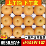 正宗特级秋月梨新鲜水果当季现摘脆甜多汁大果冰糖梨整箱 丰水梨 9斤大果 净重约8-8.5斤