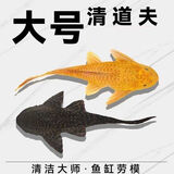 清洁鱼清道鱼夫清洁鱼缸工具鱼豹纹清道鱼清道鱼鱼道夫女王大帆 黄夫6-8厘米2条