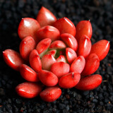 轩林美 多肉植物 肉肉盆栽 老桩办公室内耐干旱懒人绿植花卉 红宝石（3-6cm）