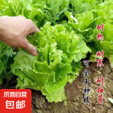 【京东物流】蔬菜种子四季播盆栽阳台庭院香菜生菜菠菜简单秋易种 玻璃生菜种子1包约1000粒