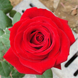 秋之果香 玫瑰花苗15.8元5棵可自选颜色四季开花六年老桩大苗盆栽花卉绿植月季花苗包成活 8法国大红【5颗】 不含盆