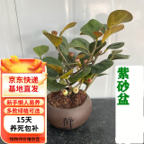 欧芽小盼菩提树盆栽带果绿植物室内花卉办公室盆景客厅禅意摆件好养活  小盼菩提+紫砂盆