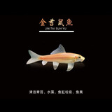 森悠（SARYOR）金苔鼠淡水鱼鱼缸清洁鱼观赏鱼热带鱼好养工具鱼吃垃圾鱼 金苔鼠鱼4条(4-6cm)