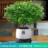 绿有意正宗清香胡椒木盆栽花卉室内外驱蚊草植物树苗老桩盆景九里香绿植 6年苗大清香型【白福瓷盆+陶粒】 含盆