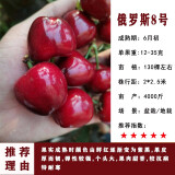 车厘子树苗樱桃树苗南方北方种植盆栽庭院果树矮化樱桃树大樱桃苗 俄罗斯8号4年苗结果苗