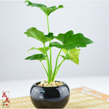 春沭 节日礼物春雨小型植物盆栽卫生间浴室办栽水培盆景花卉 春雨 不含盆