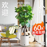植男植女琴叶榕盆栽绿植室内客厅落地大型易活乔迁新居入户好养源头直发